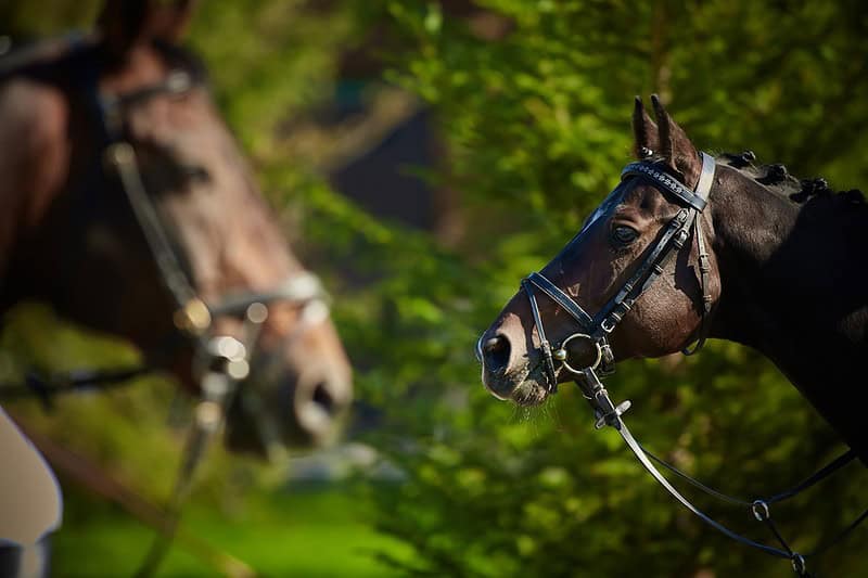Featured Post Image - Grand National the Highlight of a Brilliant Racing Week