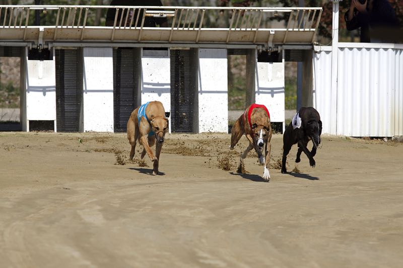 Greyhounds from starting trap