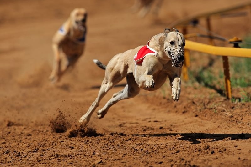 Featured Post Image - Beyond the Hare: A Punter’s Guide to Finding Value in Greyhound Racing