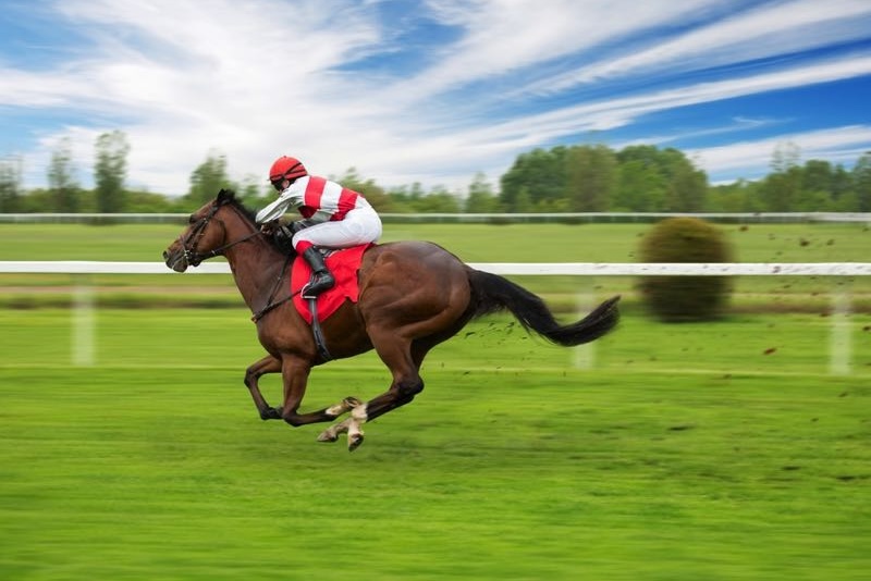 Featured Post Image - How Fast Can a Racing Horse Run? The Speed of Champions