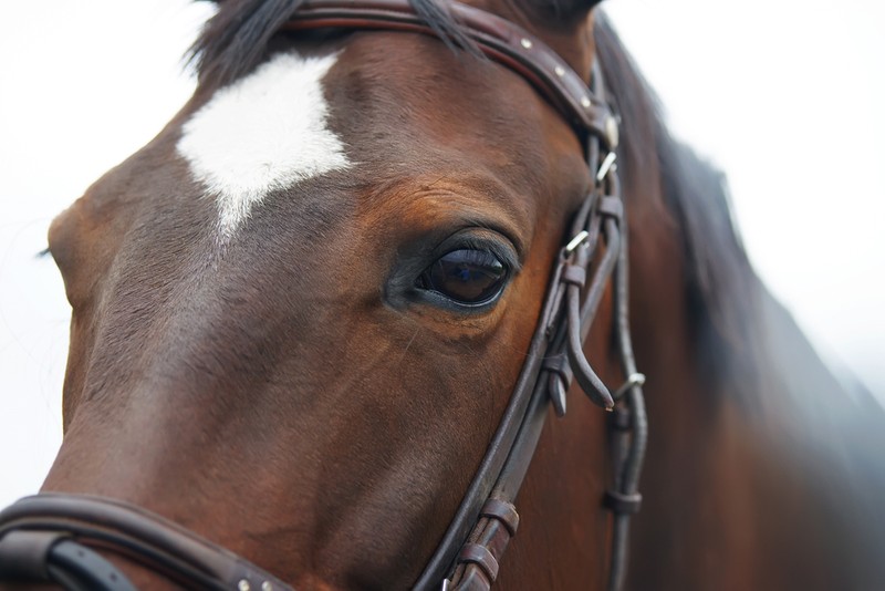 Featured Post Image - Flat Trainers’ Championship Tussle at Future Champions Festival